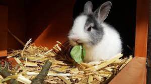 Are Rabbits Good Pets For Children