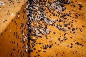 bed bugs living in wood furniture how