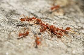 fire ant control in commercial fruits