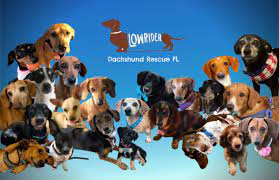 Low Rider Dachshund Rescue of Florida gambar png