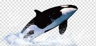 Orca Whale Surfacing Water Whale Template Dolphin Whale
