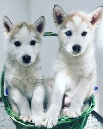 Crate training can take days or weeks, depending on your dog's age, temperament and past experiences. Husky Puppy Potty Training Advice Ara Canine Rescue Inc Siberian Husky Rescue And Adoption Organization