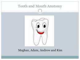 ppt tooth and mouth anatomy
