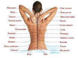 Pain in the low back can be a result of conditions affecting the bony lumbar spine, intervertebral discs (discs between the vertebrae), ligaments around the spine and discs, spinal cord and nerves, muscles of the low back, internal organs of the pelvis and abdomen, and the skin covering the lumbar area. The True Cause Of Pain How The Spine Is Connected To Internal Organs Be Introvert