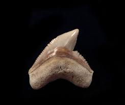 They are designed in several different kinds of interlocking patterns which set up the style of the tiger shark teeth. Tiger Shark Teeth For Sale Buried Treasure Fossils
