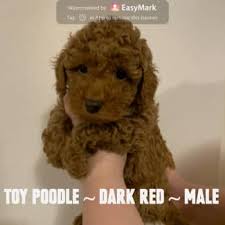 toy poodle in victoria dogs puppies