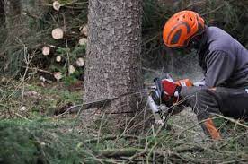 Buford ga tree trimming helps to keep trees healthy, strong and beautiful. Tree Removal Services Tree Trimming Buford Ga