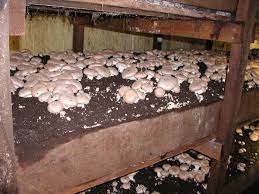 Portobello Mushroom Farm gambar png