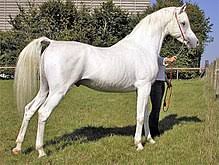 Arabian Horse Wikipedia