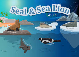 celebrating seals and sea lions the