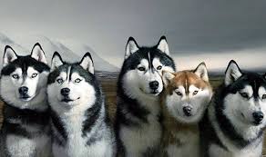 26 siberian husky wallpapers