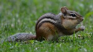how to get rid of chipmunks humanely
