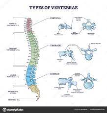 椎体和颈椎、胸椎和腰椎剖分图的类型图库矢量图作者：© VectorMine 553248588