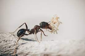 un nid de fourmis dans la maison