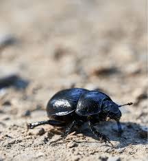 carpet beetle extermination insight