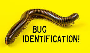 I have a problem at night when my bedroom (or any room) window is on, bugs just keep constantlly keeps hitting it (flying into it). Bug Identification A Photo Guide To Common Insects And Other Arthropods Owlcation Education