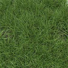 Grass Types Which Grass Is Right For My Lawn Victa