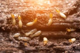 termites in raised bed garden here s