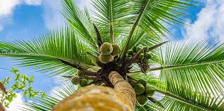 How To Grow A Coconut Palm Living