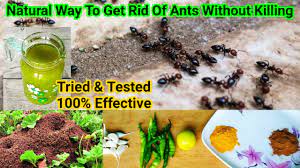 how to get rid of ants forever in one