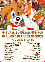 struvite bladder stones in dogs and cats