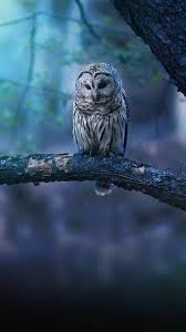 Pngtree offers hd owl background images for free download. Owl Wallpapers Free By Zedge