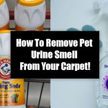 remove pet urine smell from your carpet