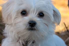 Dogs in pictures is focused on dogs. Facts About Maltese Dogs