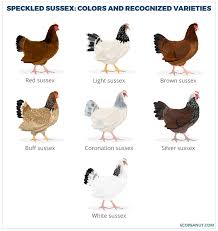The Complete Guide To The Speckled Sussex Chicken Is This