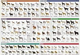 Dogs Breeds Chart Dog Breeds Chart Dog Breeds List Dog