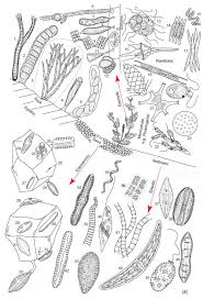 52 Rigorous Pond Microorganisms Identification Chart