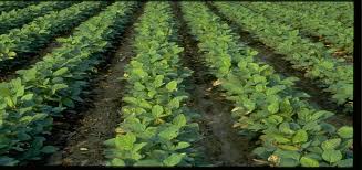 Average Soybean Protein And Oil At 13 Percent Moisture Crop