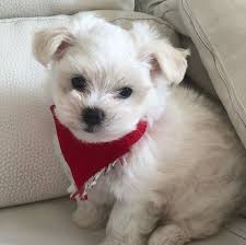 This fee usually includes spaying or neutering, current vaccinations, a heartworm test, and grooming. Maltese Puppies For Sale Pomeranian For Sale
