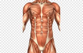 The muscles of the torso shape a person's appearance in many ways. Rectus Abdominis Muscle Abdomen Anatomy Human Body Abdominal Wall Human Bodybuilder Png Pngegg
