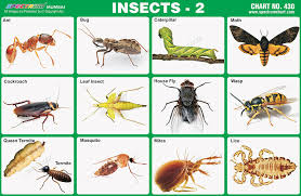Spectrum Educational Charts Chart 430 Insect 2