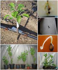 It is possible to grow an apple tree from an apple seed. Grow Apple Tree From Seeds Instructions Apple Tree From Seed Fruit Trees Planting Apple Trees