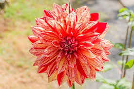 page 2 deep red dahlia images free