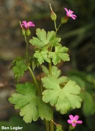 Shiny geranium identification and control: Geranium lucidum - King ...