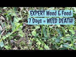 Project Side Lawn Ep 2 Expert Weed