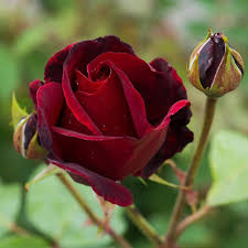 rose maroon گلاب etree pk