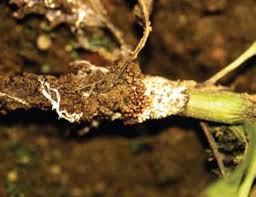 10 Các bệnh thối rễ và thân có nguồn gốc từ đất