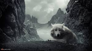 wolf wallpapers hd wallpaper cave