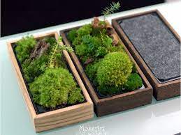 Moss Table Garden Kit