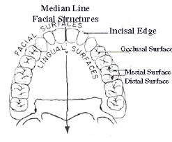 Dental Tooth Numbering Work Sheet Dental Tooth Anatomy