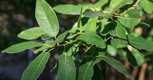 plant mexican white oak