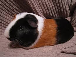Just one of millions of high quality products available. Draw Me Like One Of Your French Girls Guineapigs