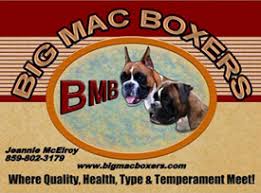 Find your new companion at nextdaypets.com. Big Mac Boxers For Work Play Or Show