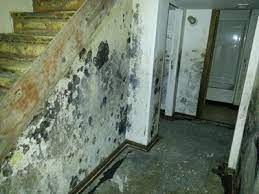 mold in basement how to fix a moldy