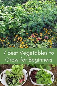 7 Best Vegetables To Grow For Beginners