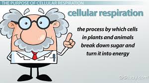 the purpose of cellular respiration